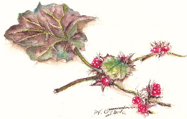 wild strawberry