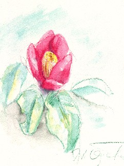 camellia