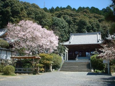 繁多寺の桜