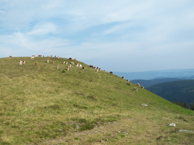 img0017.jpg