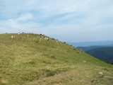 img0017.jpg