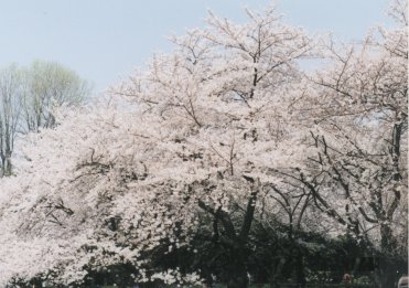 4Vh䉑̍1