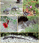 animals