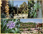 botanic-garden