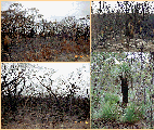 bush-fire