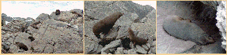 fur-seal
