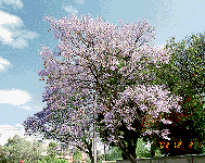 jacaranda1