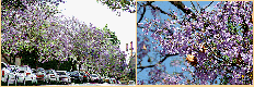 jacaranda2