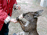 kangaroo-ice