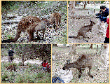 kangaroo
