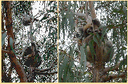 koala1