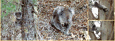 koala2