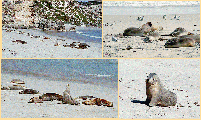 sea-lion