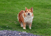 dog