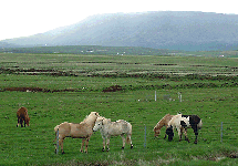 horse