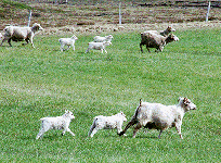 sheep