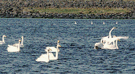 swan