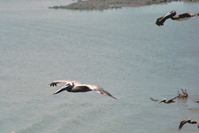 pelican
