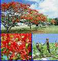 flame-tree