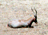 antelope