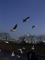 カモメ3黒目川040113 クリックすると大きい画像が開きます。