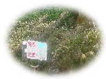 DSC00958as.jpg (3700 �o�C�g)
