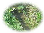DSC01121as.jpg (4117 �o�C�g)