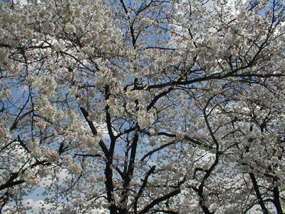 �t�͍��̎ʐ^����