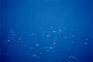 �������Ă悭�킩��񂩁c