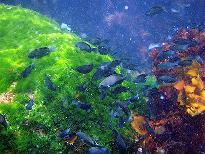 �^�߁@�O�c�΂̊C