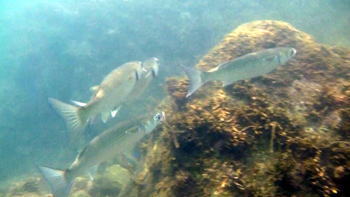 ��ɓ��ȗǂ̊C