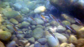 ��ɓ��ȗǂ̊C