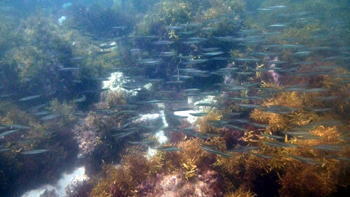 ��ɓ����؂̊C