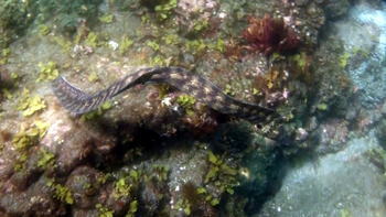 ��ɓ����؂̊C