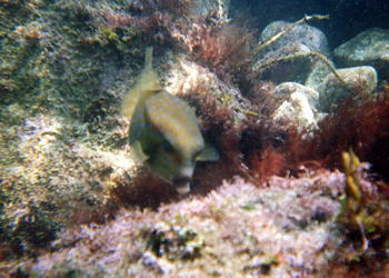 �t�O���ȁH