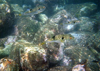 �t�O����