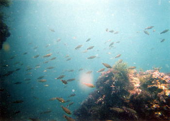 �������ς�