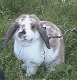 cyai01.jpg