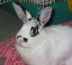 moko01.jpg