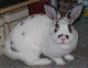moko02.jpg