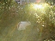 06020039.JPG
