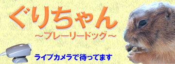 ぐりちゃん ～ プレーリードッグ ～ ぷりちゃん