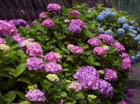 紫陽花