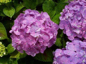 紫陽花02