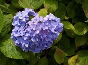 紫陽花03