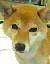 肨l