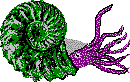 Ammonite