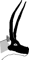 Tibetan Antelope