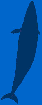 Balaenoptera
