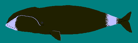 �z�b�L���N�N�W��